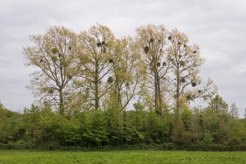 Squirrel nests, Isle of Wight. 2024.